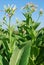 Tobacco plant with flower