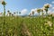 Tobacco plant with flower field. Blossoming tobacco