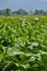 Tobacco Plant Garden Of Thailand