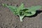 Tobacco plant growing, first leaves, close-up