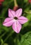 Tobacco plant Nicotiana alata