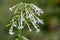 Tobacco plant nicotiana sylvestris