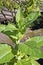 Tobacco plant, Nicotiana tabacum, on garden, Rio