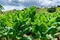 Tobacco plantation blossoming in Cuba