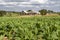 Tobacco plantation on Cuba