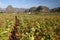 Tobacco plantation with mogotes, VInales, Cuba