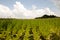 Tobacco Plantation - Poland