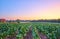 Tobacco plantation at sunset in La Vera, Extremadura, Spain