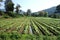 Tobacco Plantation in Tropical Mountains of Thailand