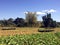 Tobacco plantation in Vinales