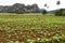 Tobacco plantation in the Vinales valley