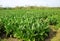 Tobacco planting