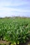 Tobacco planting