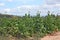 Tobacco plants