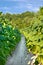 Tobacco plants in field