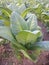 tobacco plants that thrive in the land