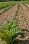 Tobacco rows