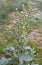 tobacco seeds growing on a plant in nature