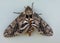 Tobacco Sphinx or Hawkmoth Manduca quinquemaculata adult