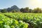 Tobacco sprouts grow in a row on a plantation in the Vinales valley, Cuba. Beautiful rural landscape. Cuban agriculture.