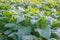 Tobacco tree field