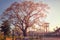 Toborochi Ceiba speciosa with its immense wingspan at dawn, in front of the church Concepcion, jesuit missions in the region of