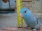 Toby our pet parrotlet, small but fearless.