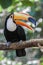 Toco Toucan