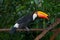 Toco toucan