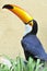 Toco toucan