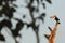 Toco Toucan, big bird with open orange bill, animal in the nature habitat, Pantanal, Brazil