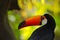 Toco Toucan, big bird with orange bill, in the nature habitat, orange beak in the dark forest, detail portrait of animal