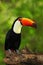 Toco Toucan, big bird with orange bill, in the nature habitat, Pantanal, Brazil