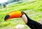 Toco toucan bird in boca de valeria, brazil.