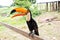 Toco toucan bird in boca de valeria, brazil.