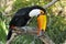 Toco toucan on branch