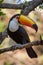 Toco toucan on branch with turned head