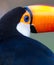 Toco toucan close up in Pantanal