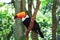 Toco Toucan (Common) on tree