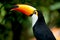 Toco Toucan in deep (Ramphastos toco)