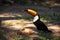 Toco toucan eating papaya with raised beak