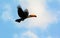 Toco Toucan in flight