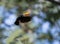 Toco Toucan flying with wings outstretched in flight with forest background