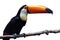Toco Toucan isolated