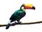 Toco Toucan over white