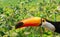 Toco toucan in Palm tree tropical jungle