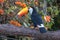A Toco toucan perched on a branch in the Pantanal, Matto Grosso do Sul, Brazil.