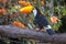 A Toco toucan perched on a branch in the Pantanal, Matto Grosso do Sul, Brazil.