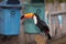 A Toco toucan perched near waste containers, Mato Grosso do Sul, Brazil..