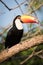 Toco toucan in profile on sunny branch